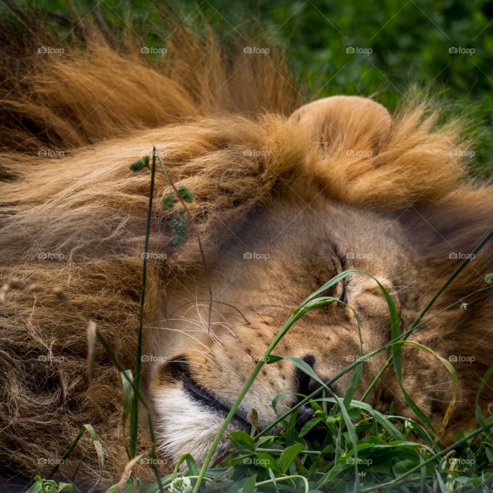 Sleeping male lion. Male lion sleeping in the grass on a sunny day