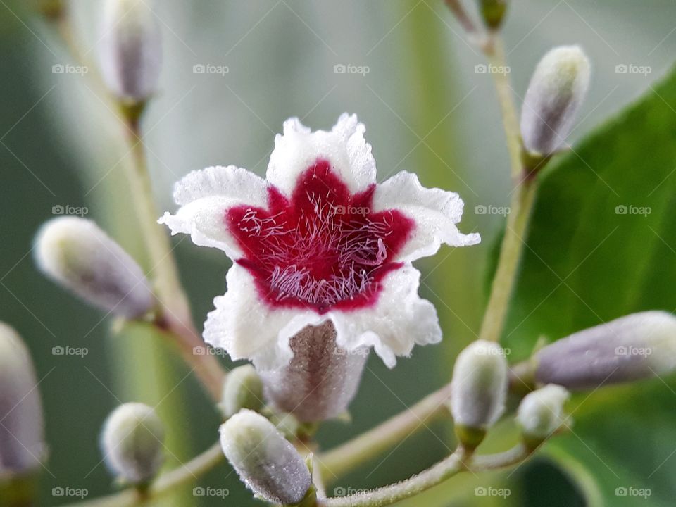 a little beauty in the wild