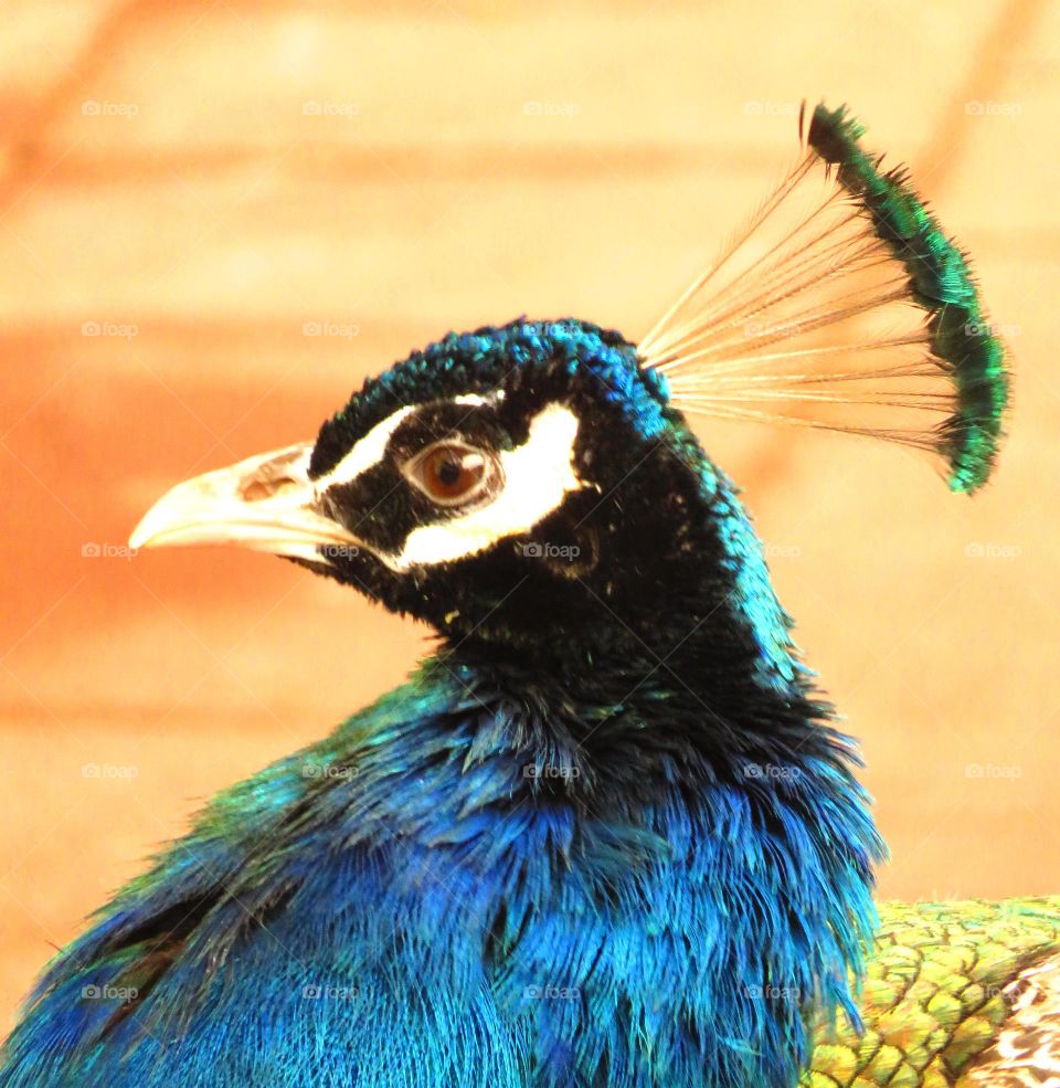 peacock