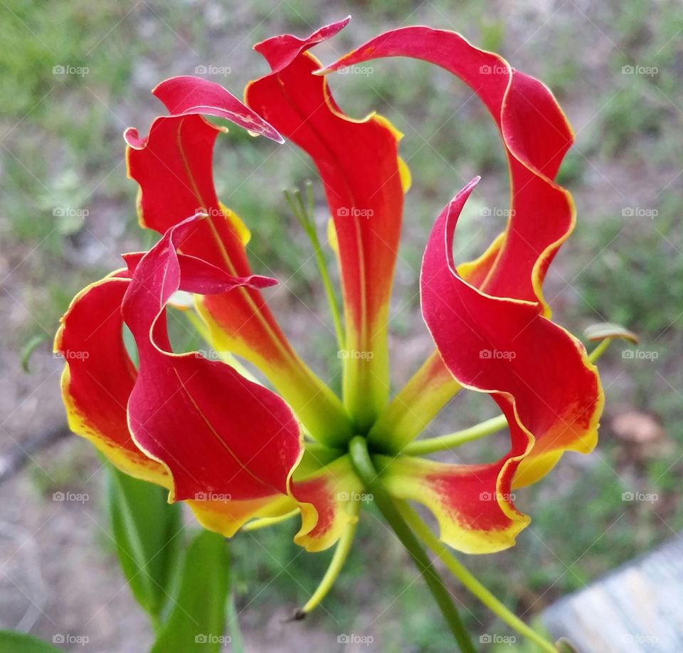 Fiery red lily. this lily looks like it's turned inside out. it grows on a vine and is currently covering the rail on my porch