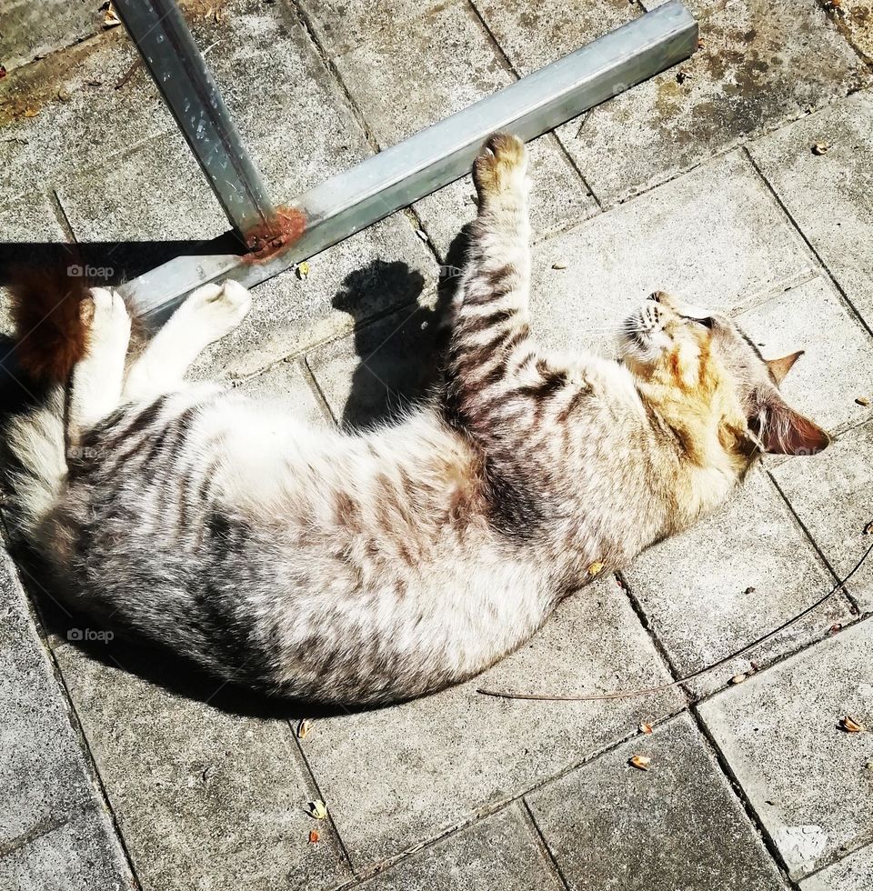 Cat playing time line