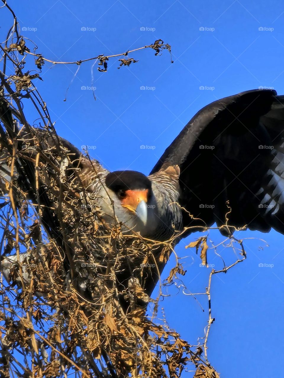 The Caracara is finding his balance as he pulls at vine with his break