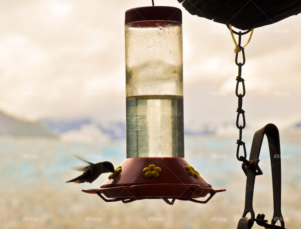 bird feeder hummingbird alaska by refocusphoto