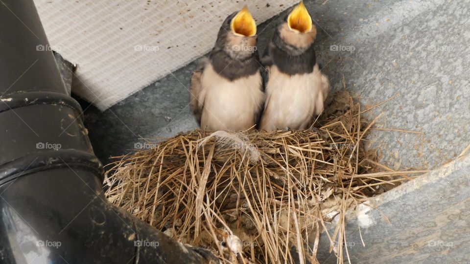 A pair of hungry birds in a nest