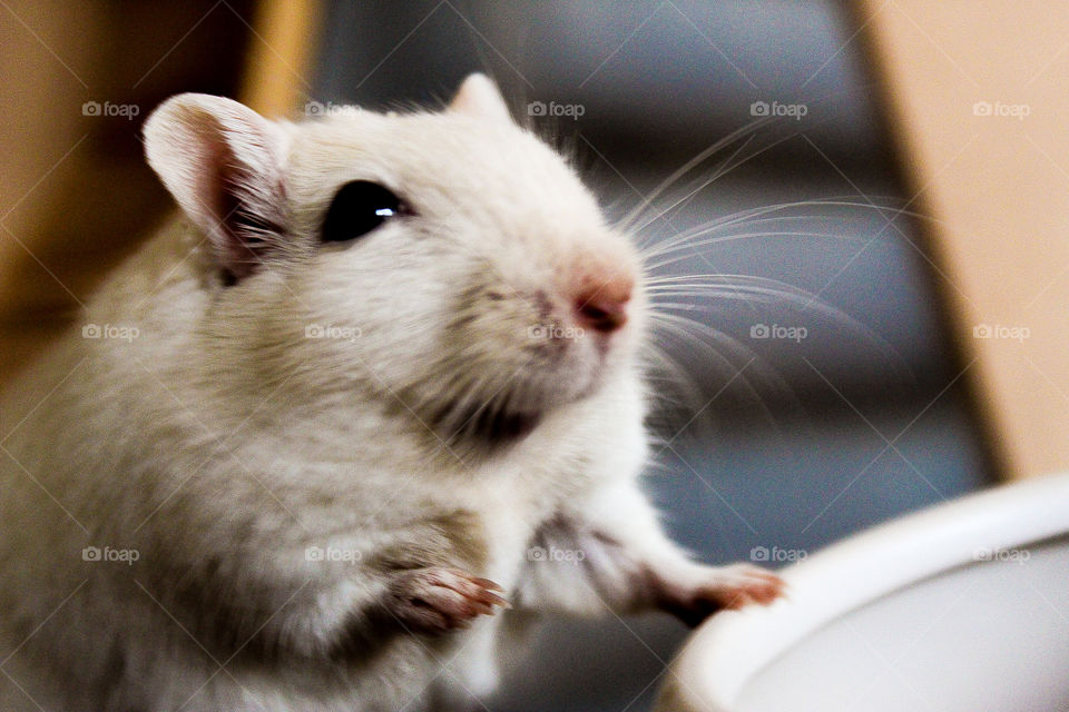 Funny, fat gerbil