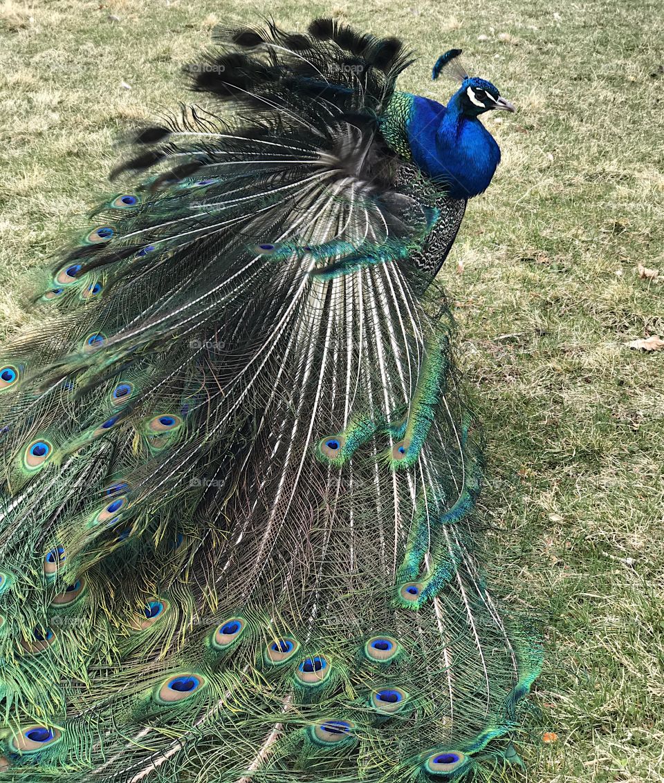 A male peacock with brilliant turquoise, blue, green, brown, black and white colors spreading its tail feathers for the mating ritual at Peterson’s Rock Garden in Central Oregon on a spring day. 