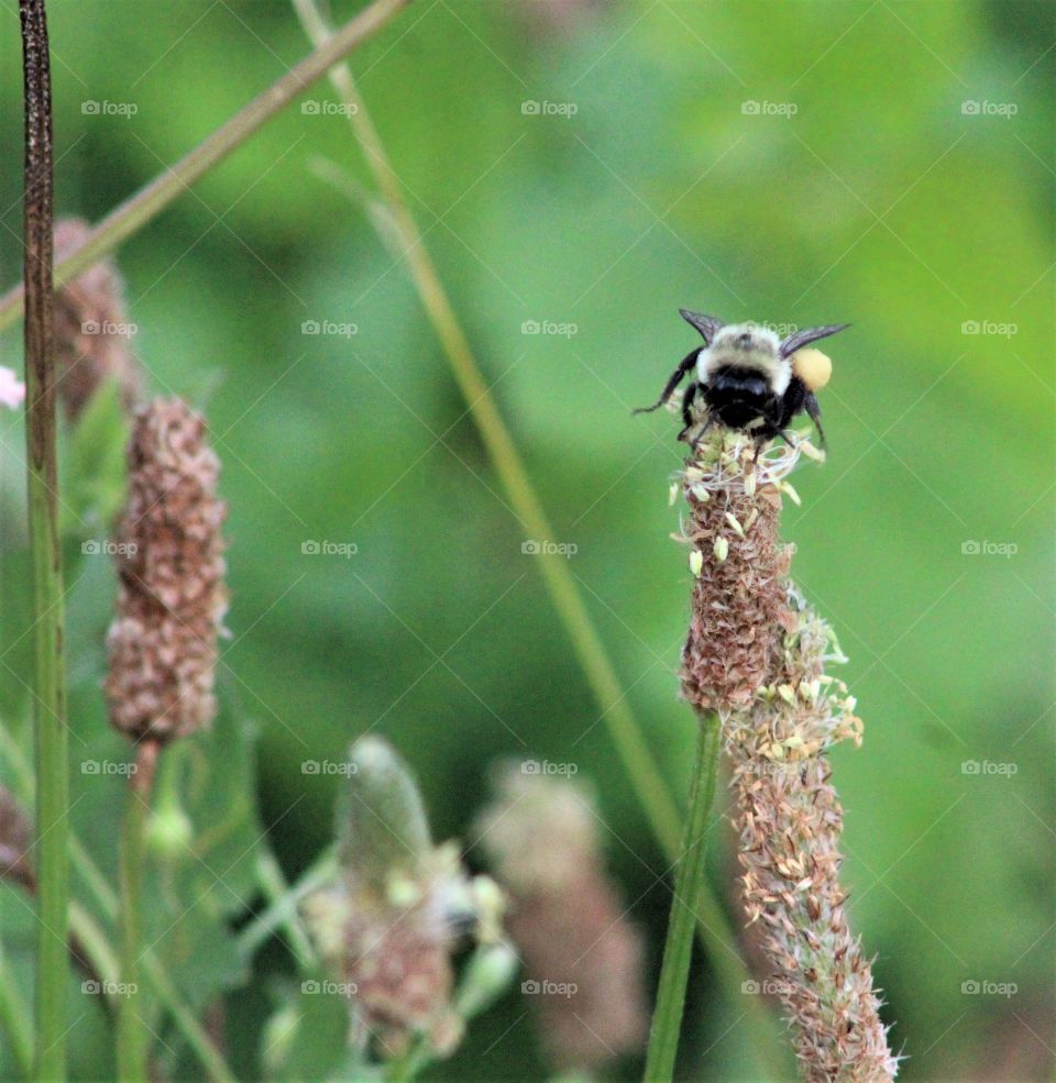Bumblebee on ribwort plantain (plantago lanceolata) 