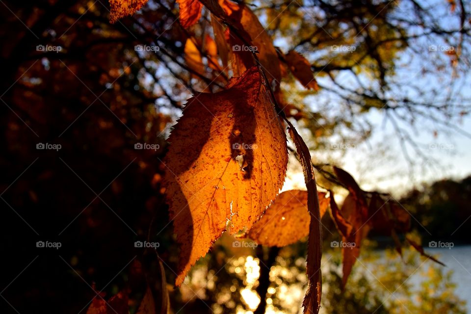 Autumn leaves at sunset