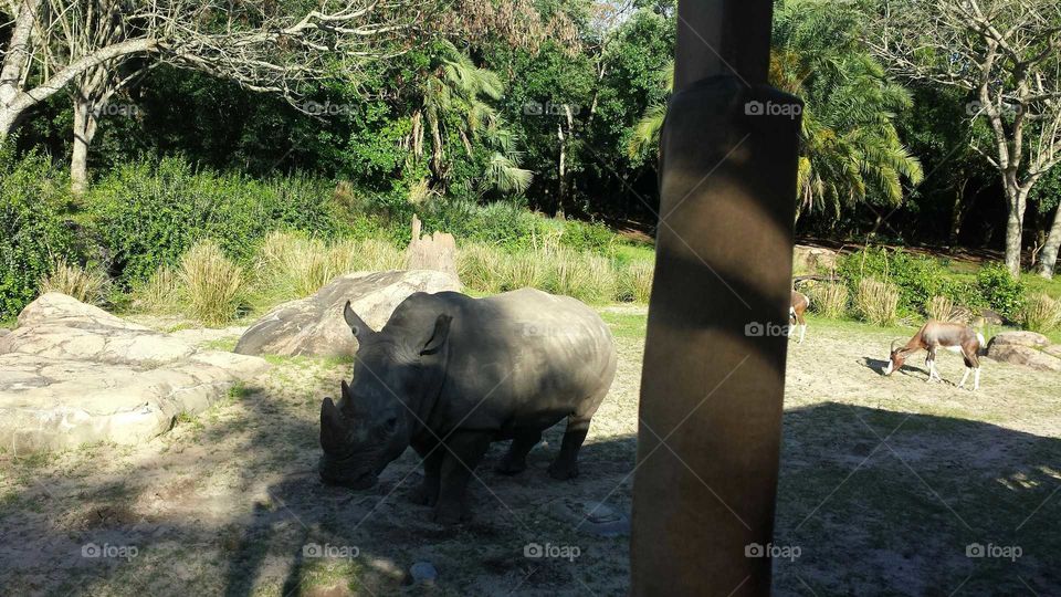 big Rhino