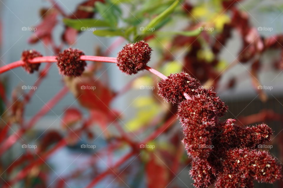 Blooming Red Amaranth Flower 