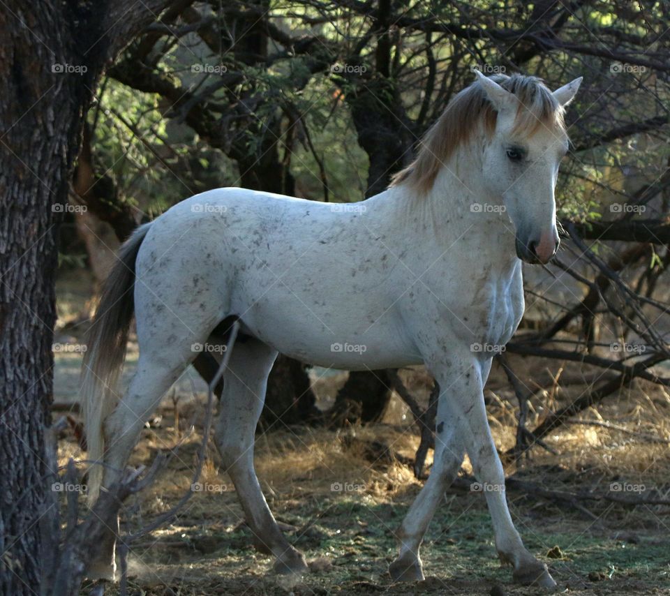 Wild Stallion in the Forest