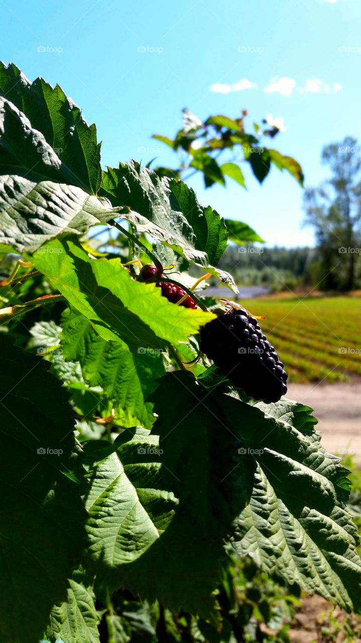 blackberry farm