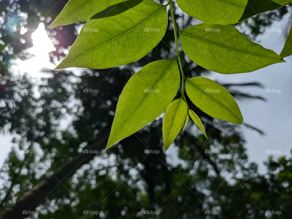 Greenleaf