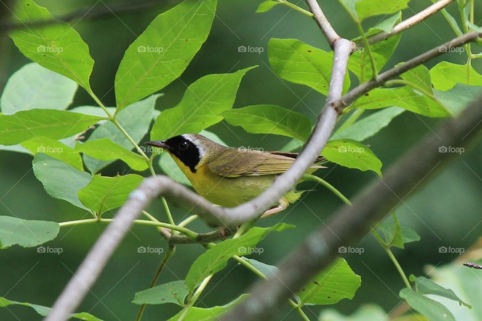 cute little songbird perching in the tree