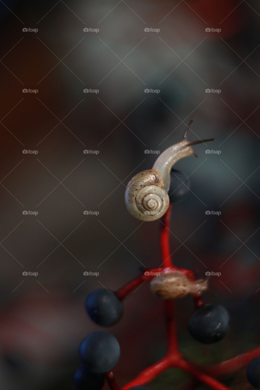 Snail 