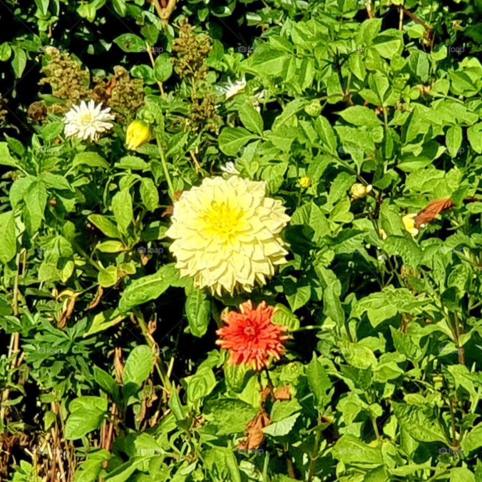 Different colored flowers among the green leaves
