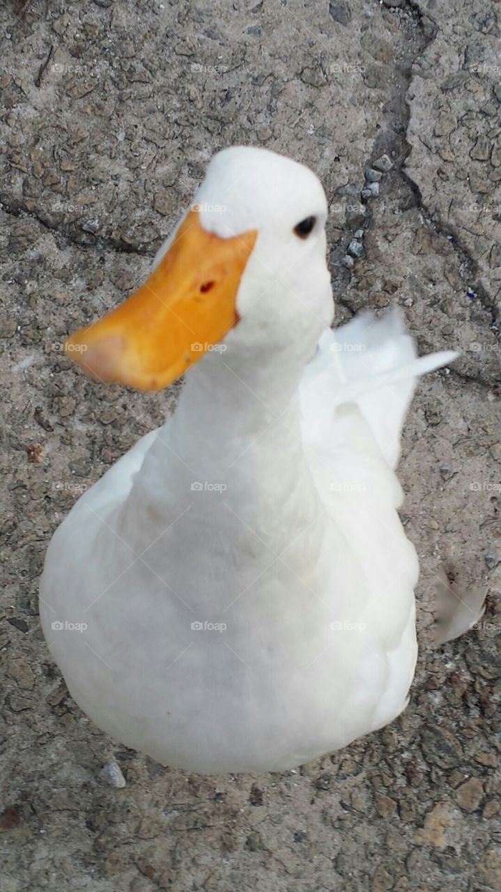 Close up of white duck