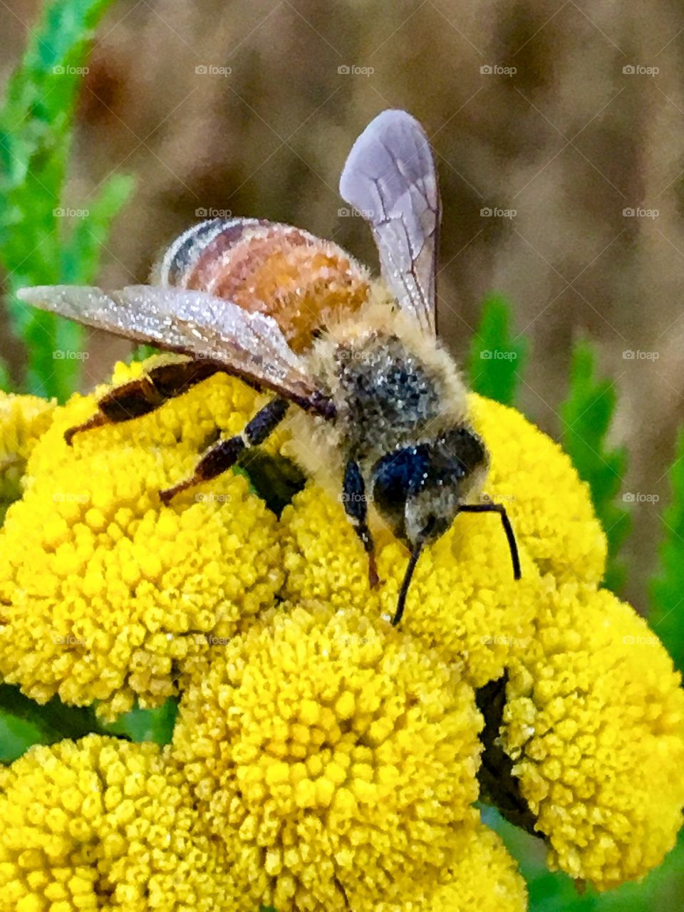 Bee