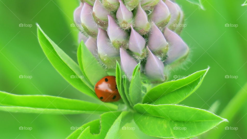 Sleeping ladybird in lilac