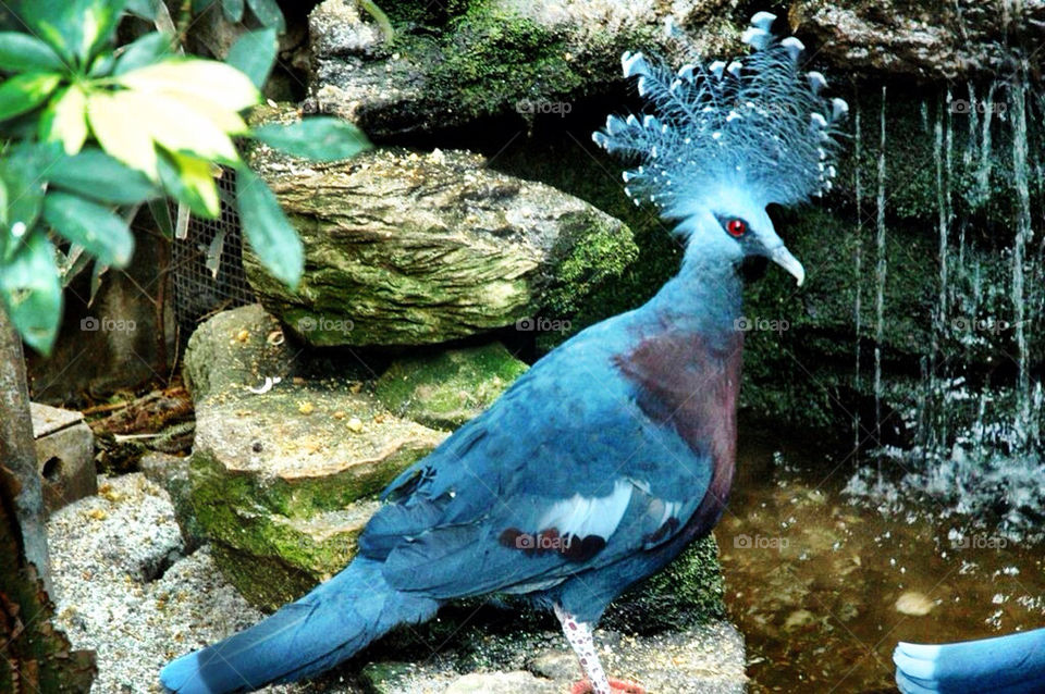 blue bird zoo rocks by theloudsilence