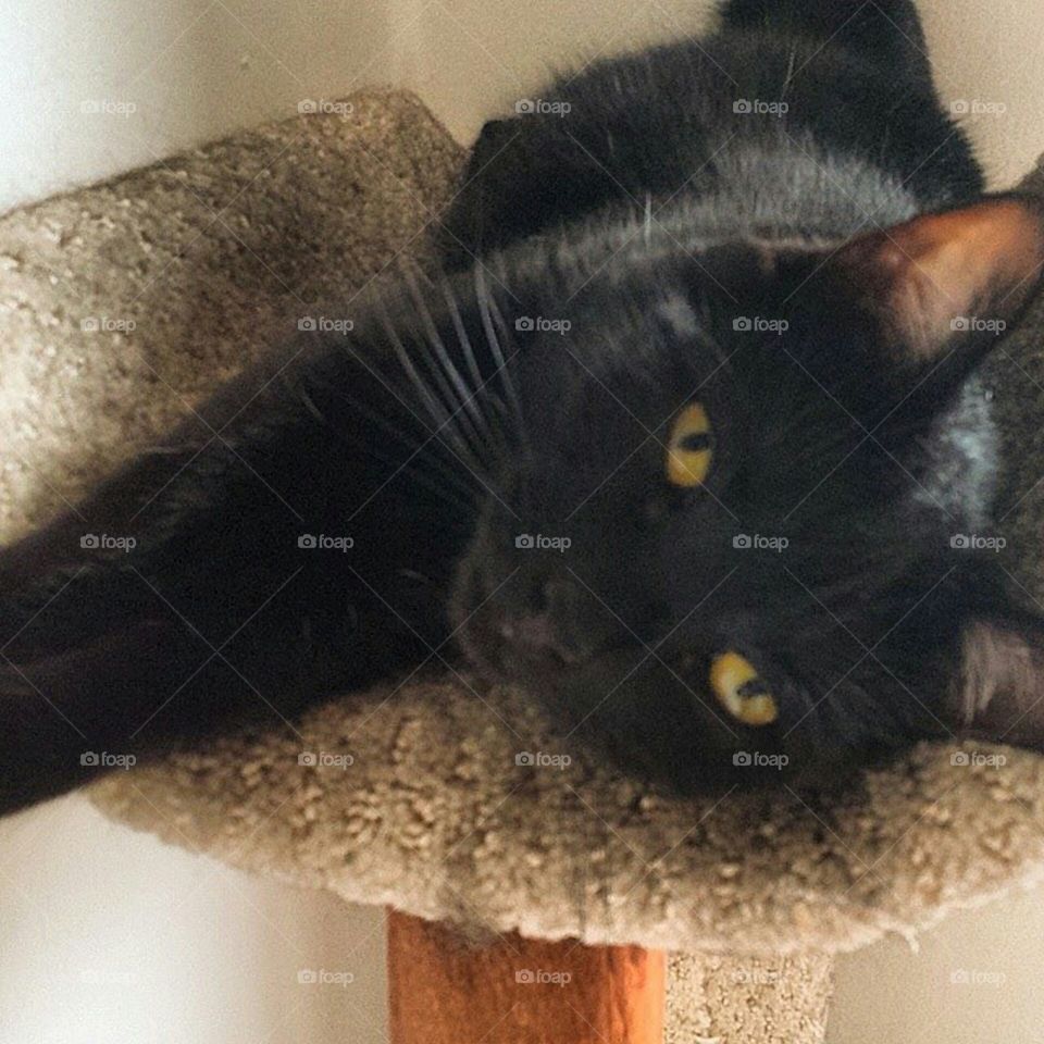 Sabrina posing - adorable black cat