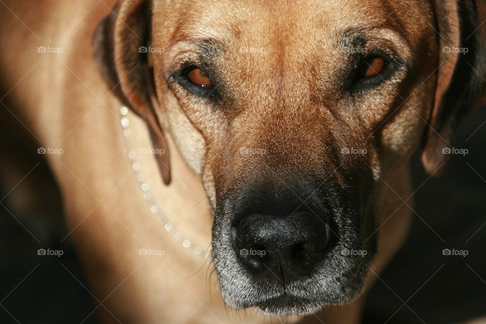 close up of Rhodesian ridgeback stare