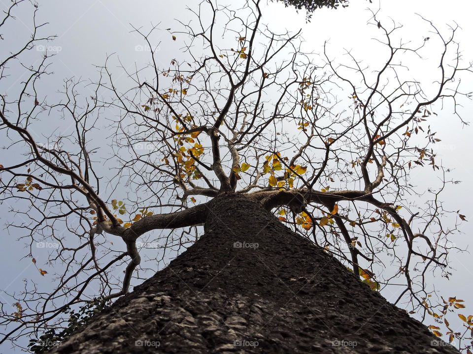 Trunk of a tree