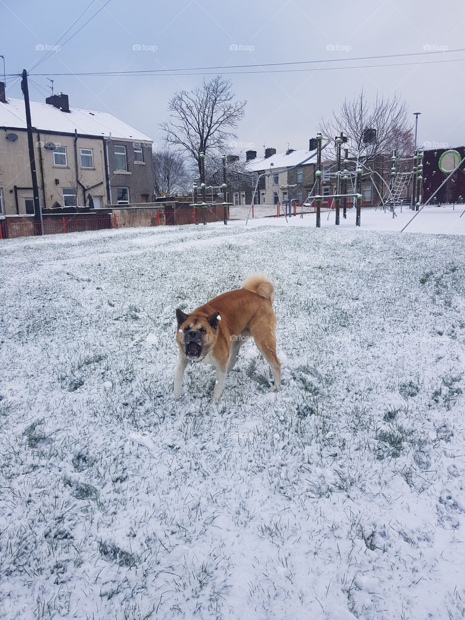 Fun With Dog In Snow