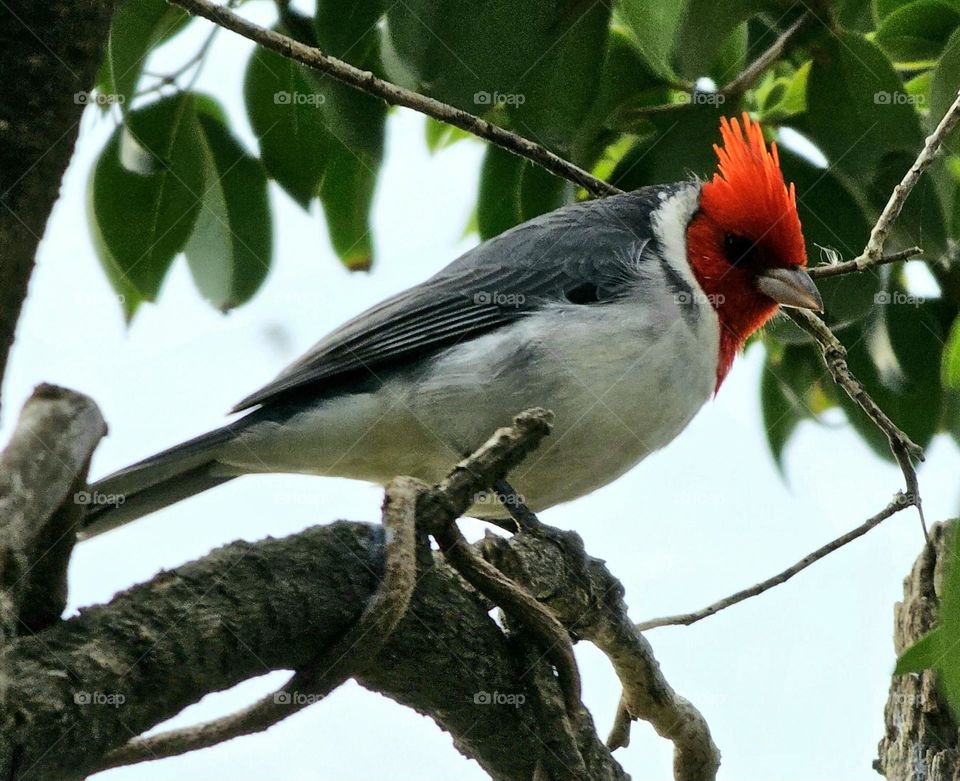 Red Crested Cardinal, now urban wildlife.