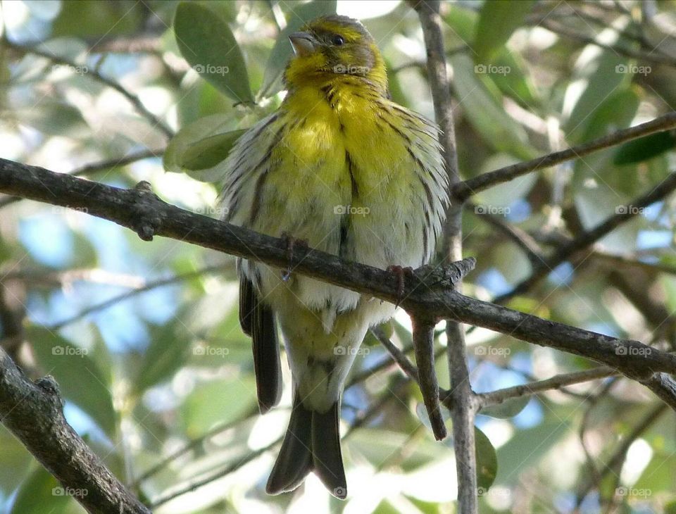 Yellow bird