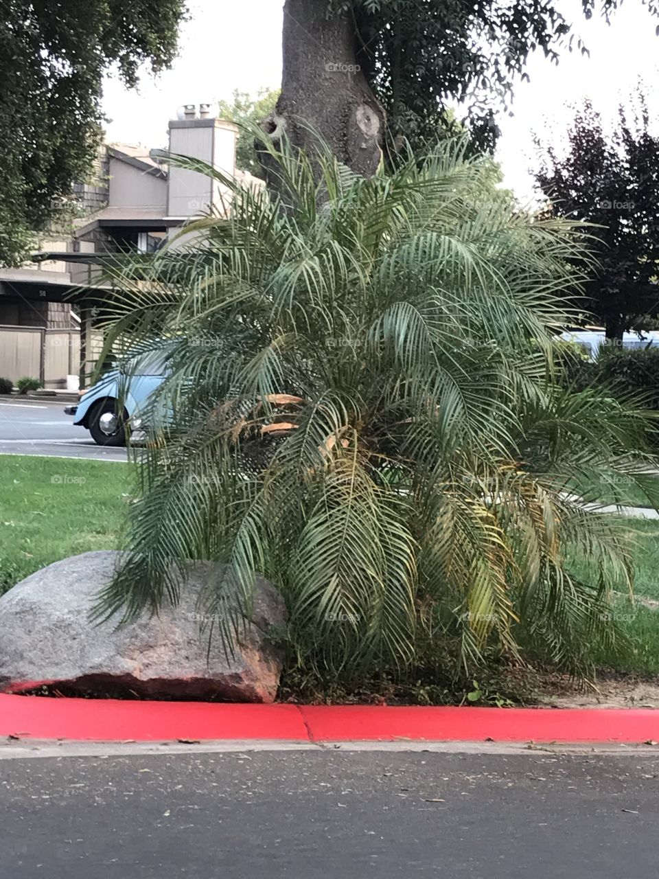 A plant, tree and rock inside the apartment complex.