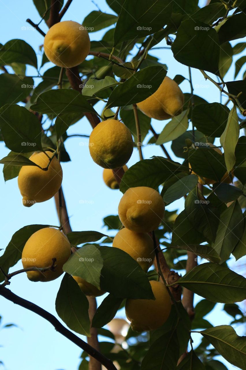 Lemons in Seville