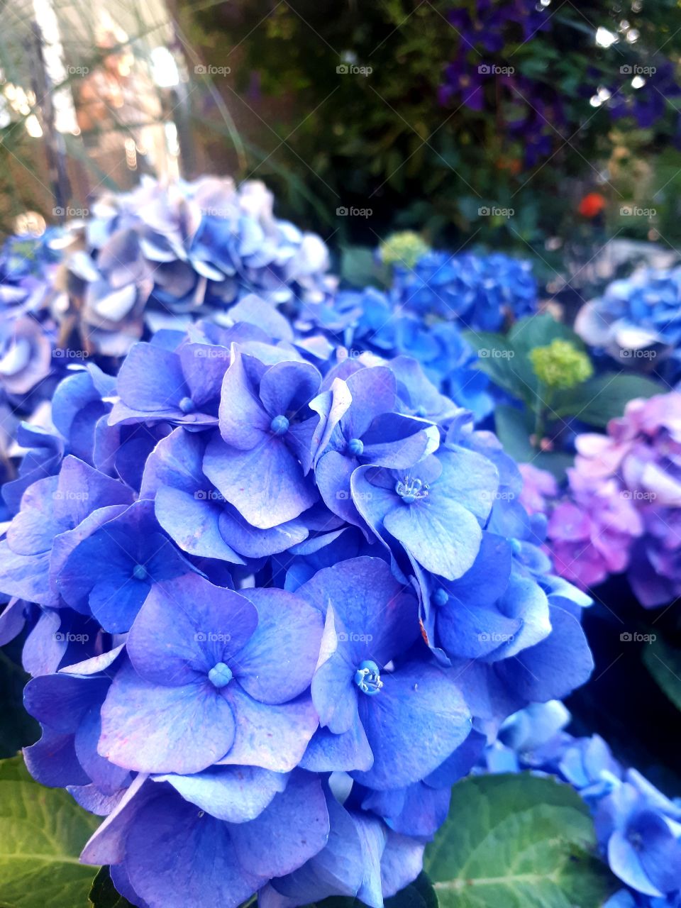 Beautiful blue Hydrangea