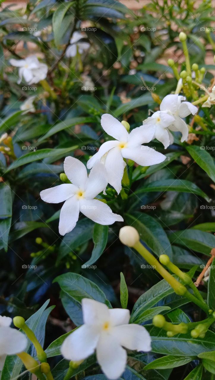 Jasmine flower