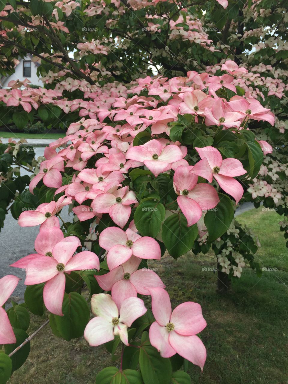 Hues of pink and white in a neighbourhood garden on summer day In Vancouver, British Columbia.