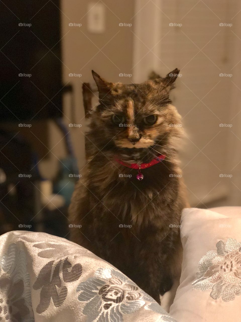 Suara cat posing for a portrait