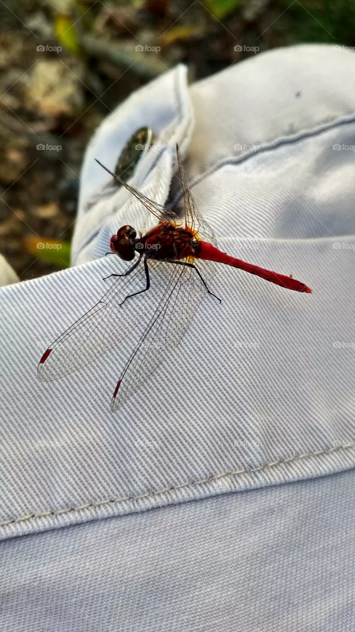 Dragonfly