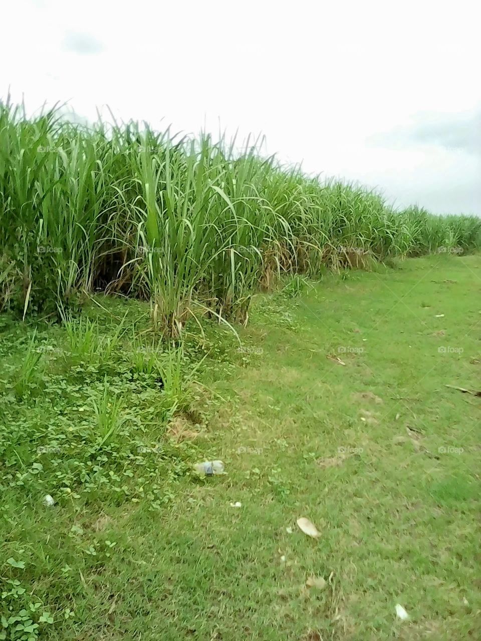 Young Sugarcane Field