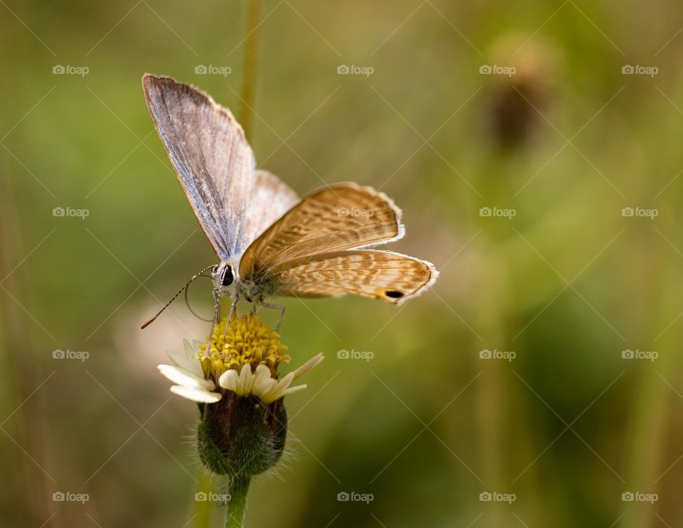The butterfly and bloom flower