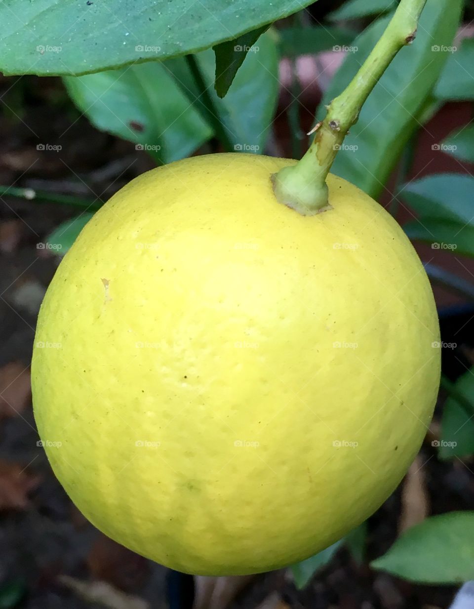 Meyer Lemon ripens