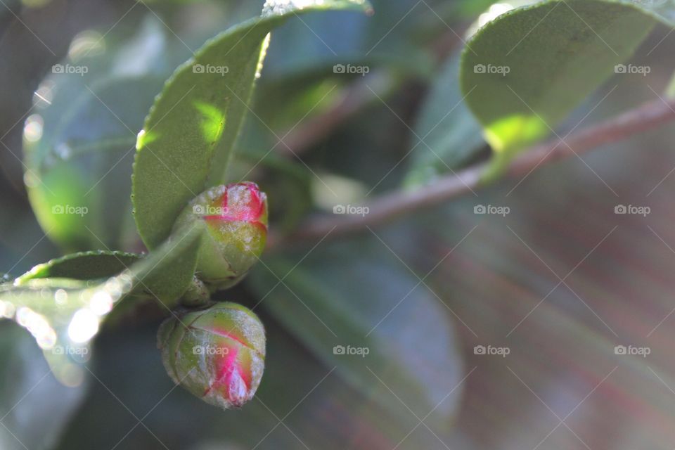 Morning sun shining over flower buds