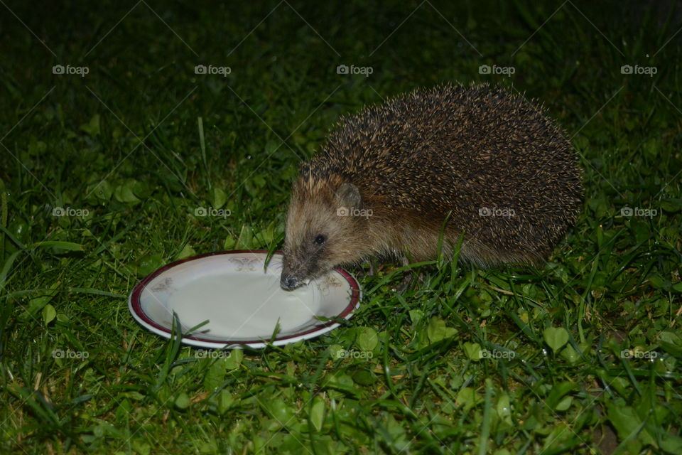 hedgehog