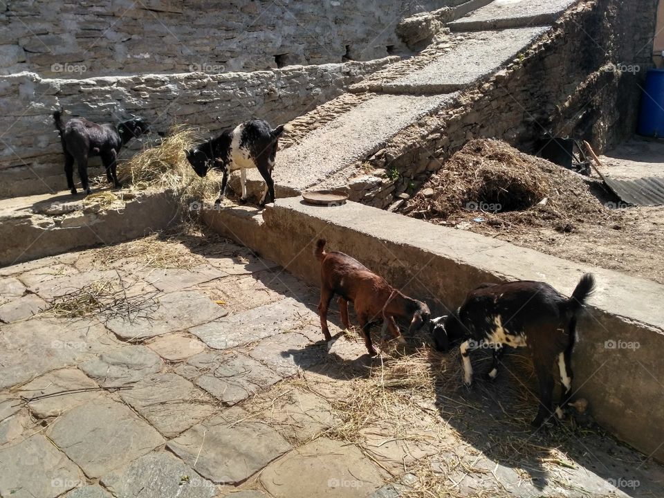 Goats in the village
