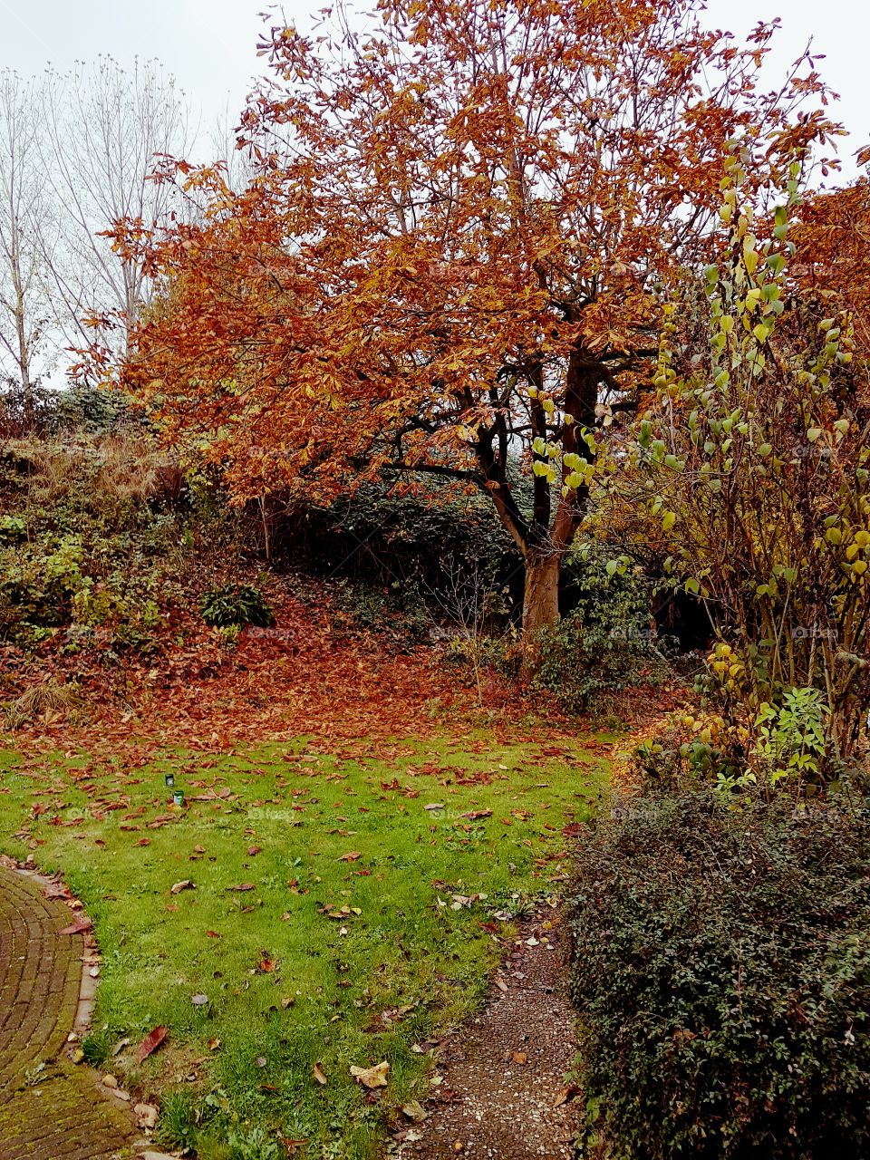 Fall, Leaf, Tree, Nature, Season