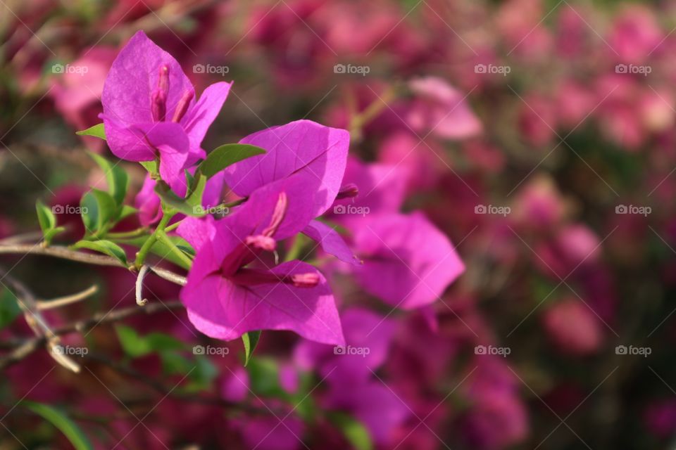 portrait of a flowers