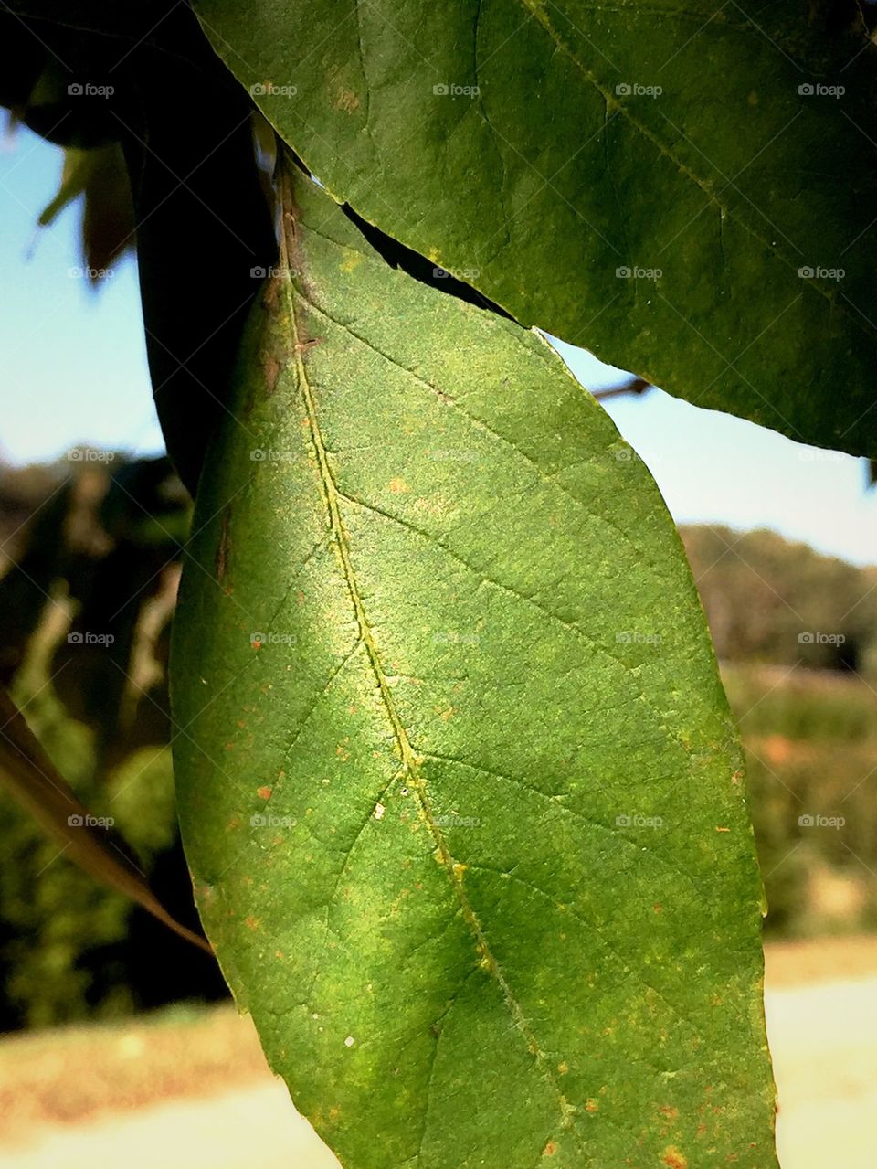 Leaf