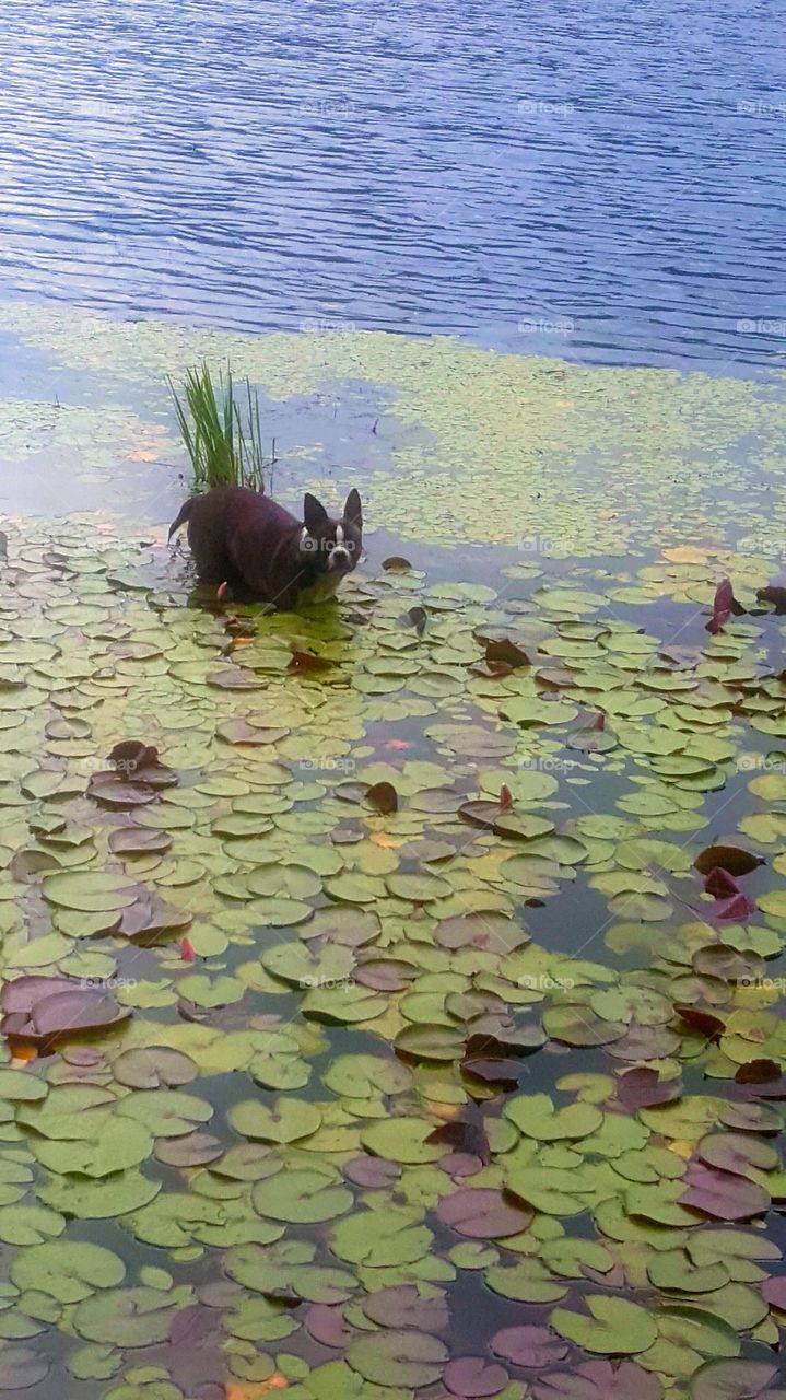Boston terrier among the lily pads