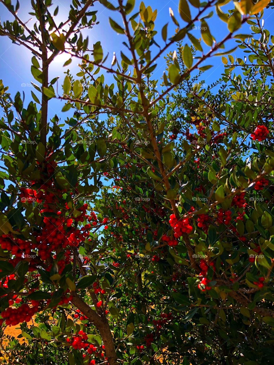 Pretty Red Berry Bushes. These are taller than my 5’4 height. 