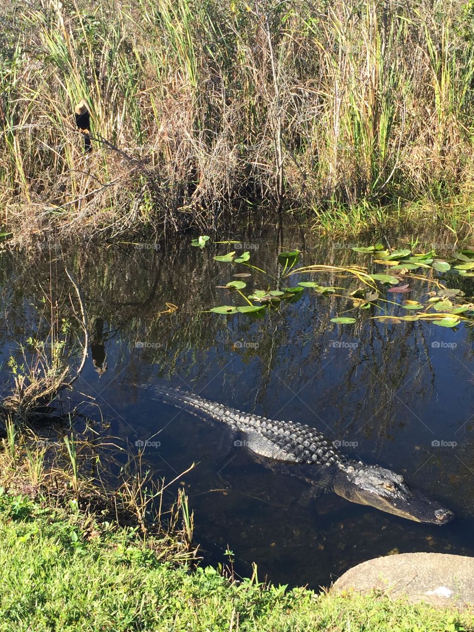 Alligator in the Everglades of Florida. 