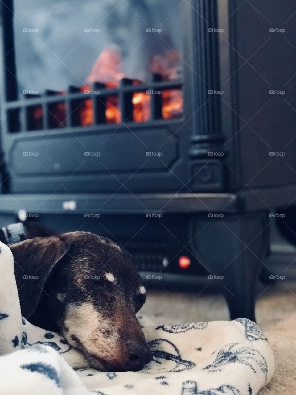 Daisy and the fireplace 